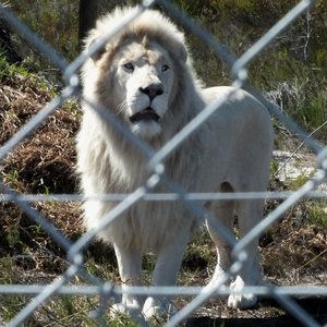 Neptune, die sagmoedige wit leeumannetjie by Panthera Africa met die bynaam van “Skapie”